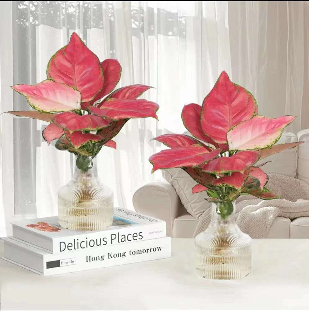 水培吉利红带玻璃瓶室内好养办公桌面绿植观叶美观鲜活植物