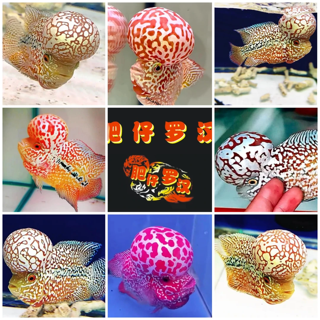 泰国进口罗汉鱼 金花泰金火凤古典珍珠鸿运（直播选鱼 备注鱼编号）