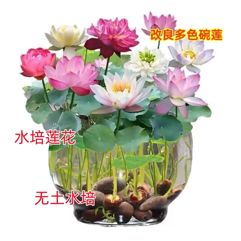【水培莲花碗莲种子】多色莲花花卉好养盆栽客厅四季水养