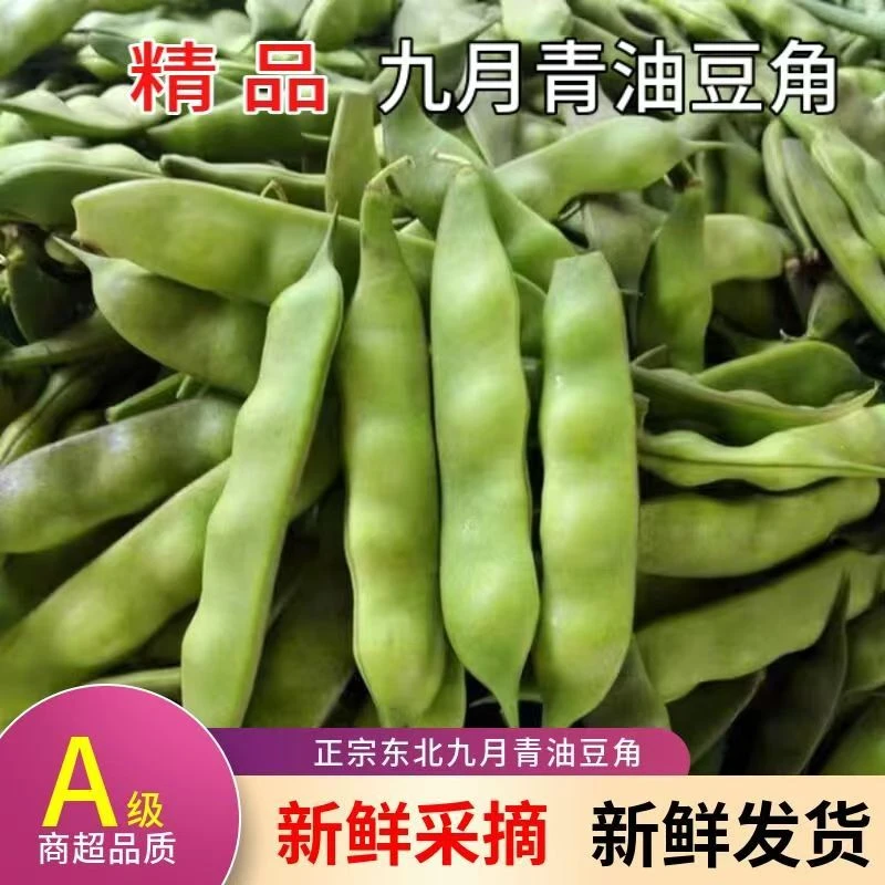 农户新鲜东北油豆角，九月青油豆，现摘现发，新鲜直达，开锅烂冒泡豆