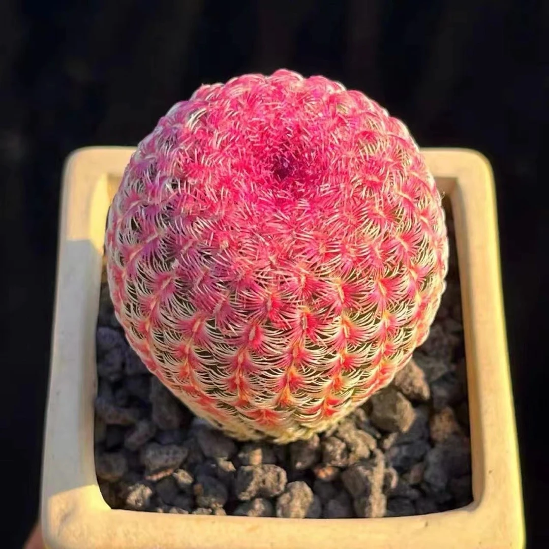 红太阳仙人球多肉植物红刺红花超萌趣味小盆栽绿植一单包邮红色