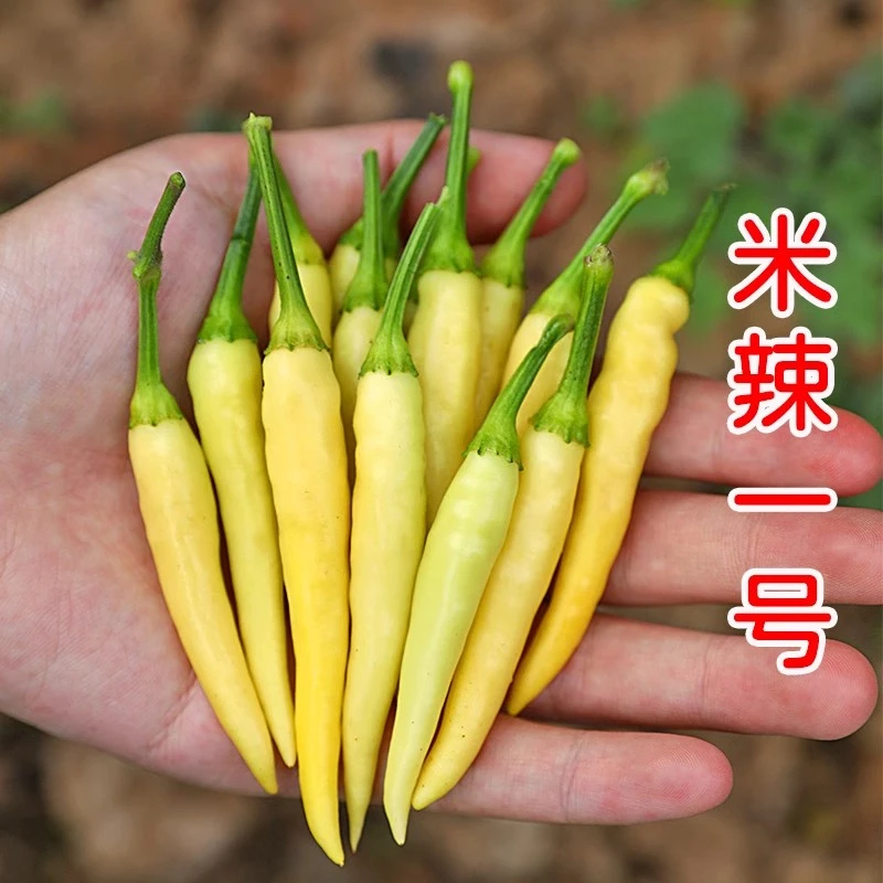 小米椒辣椒种子白米辣野山椒泡椒黄朝天椒籽四季庭院盆栽蔬菜种子