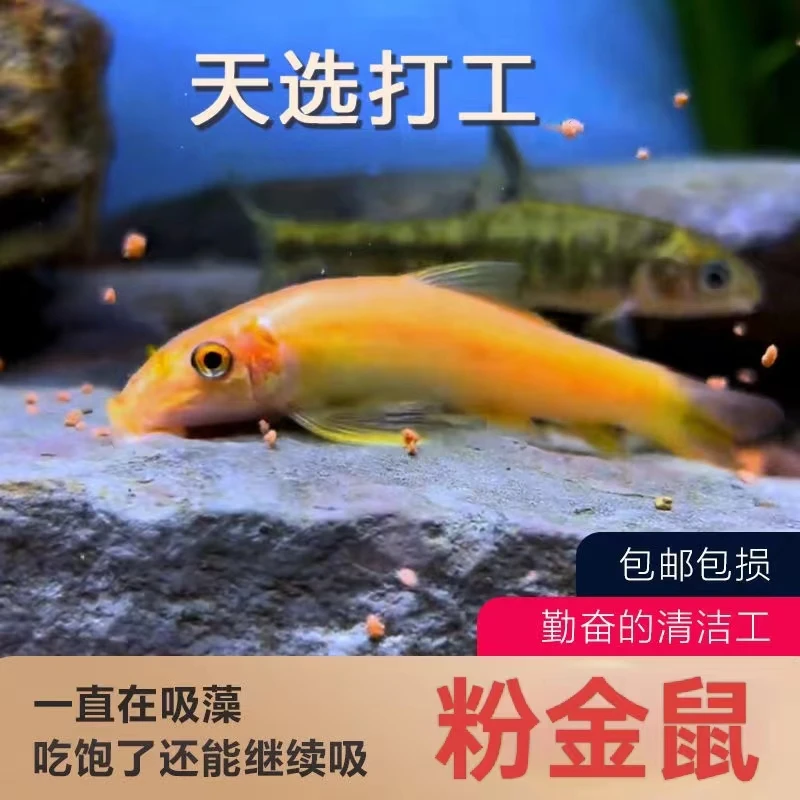 清道夫清洁鱼金苔鼠鱼热带观赏鱼青苔鼠老鼠鱼鱼缸除藻垃圾工具鱼