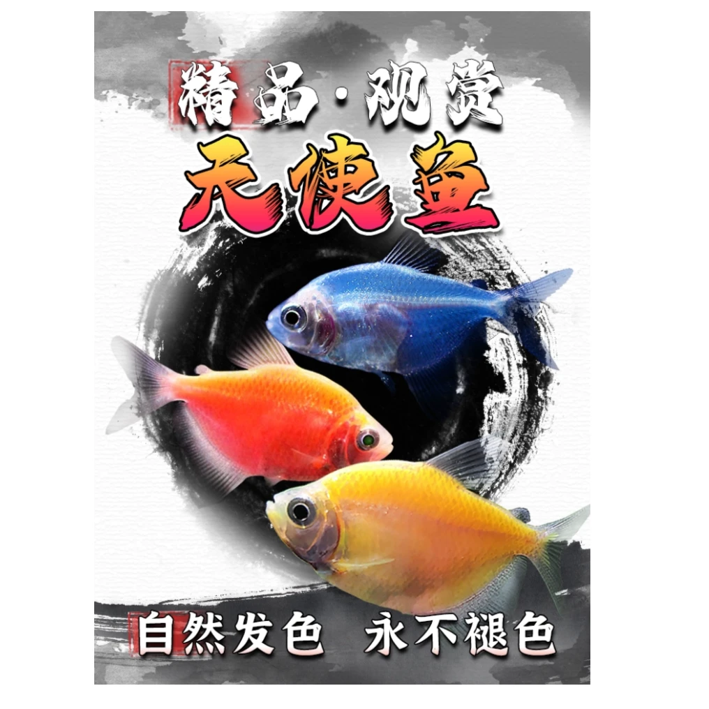 精品天使鱼】3-5cm小型热带鱼新手鱼