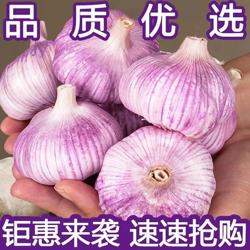 山东紫白皮大蒜新干蒜农家自种大干蒜新鲜辣味蒜味浓郁干蒜