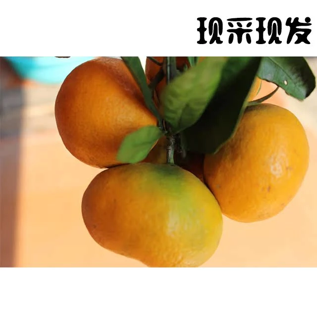 正宗石门柑橘密桔酸甜可口肉质饱满果园现采现发包邮到家