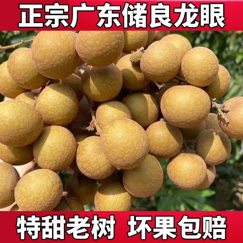 空运包邮广东增城石峡龙眼当季龙眼新鲜采摘爆汁齁甜早上摘晚上发