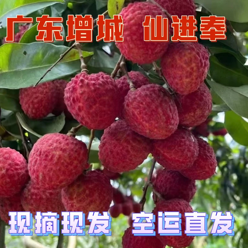 空运包邮正宗广东增城仙进奉荔枝大果整箱礼盒装孕妇应季新鲜水果