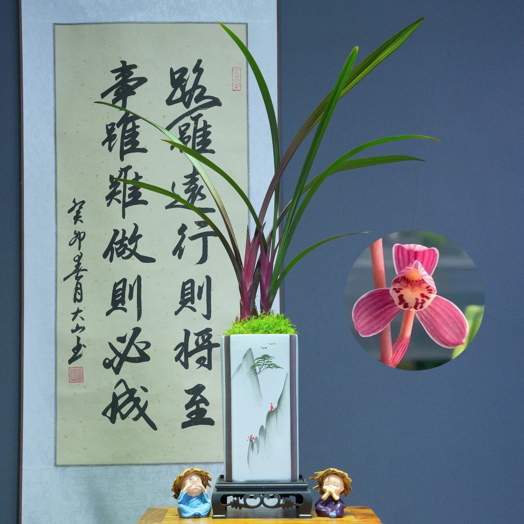 兰花[大红草红荷]带中国风四方陶瓷盆种好好养活浓香型