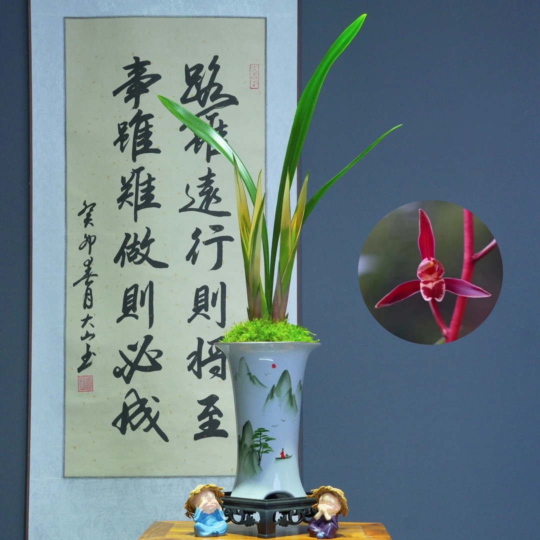 兰花[红太阳]带国风圆形陶瓷盆种好好养活浓香型