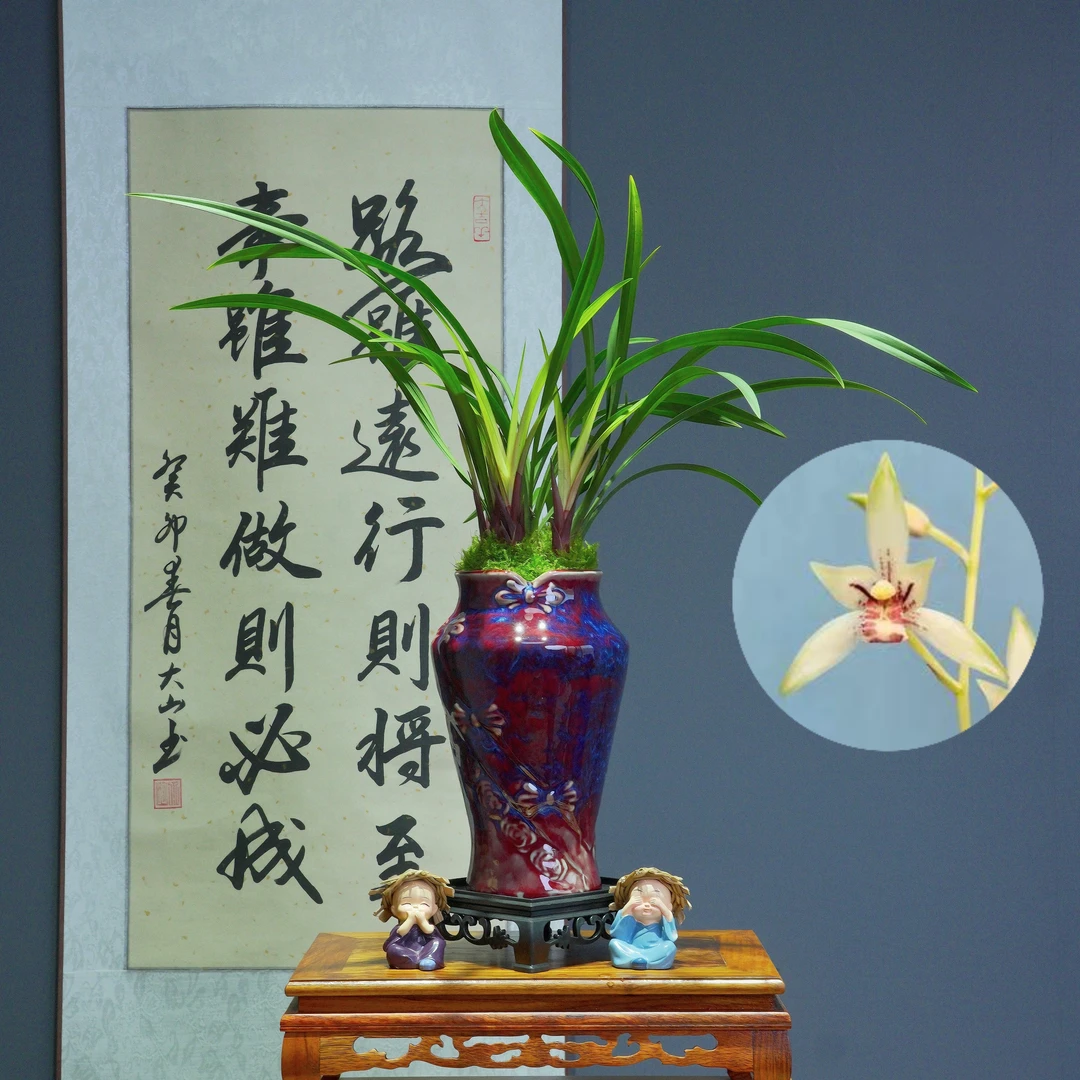兰花[小凤仙]带朱砂红陶瓷盆种好适合新手好养易活