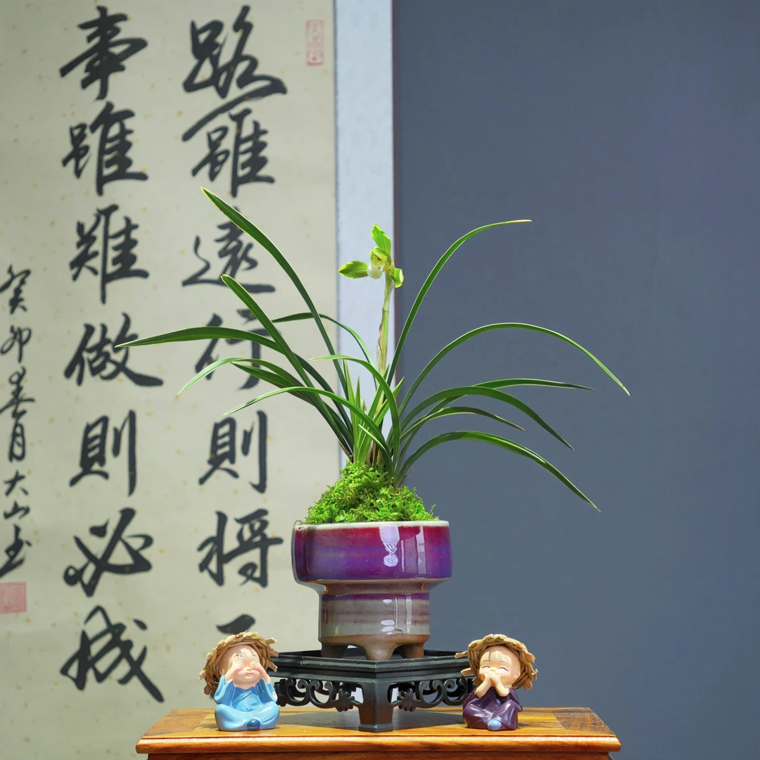 兰花春兰铭品[雪山天草]带紫色陶瓷盆种好适合新手好养易活