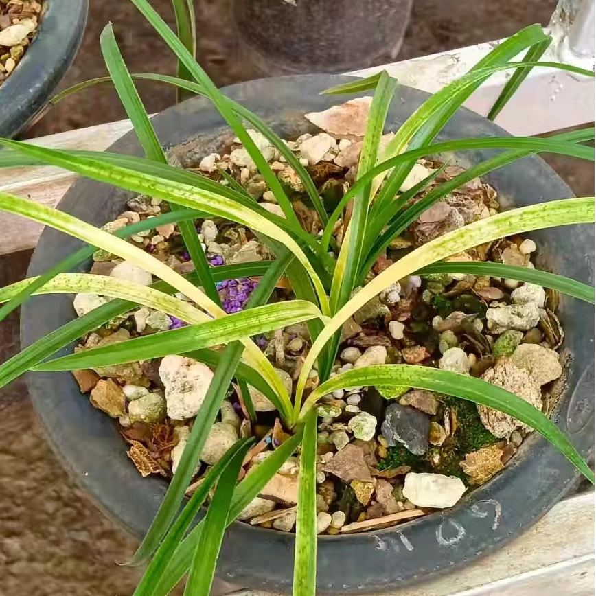 春兰 惠兰 艺草 矮种金边浓香好养