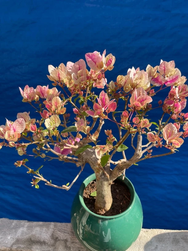 29.8三角梅绿植盆栽爬藤植物