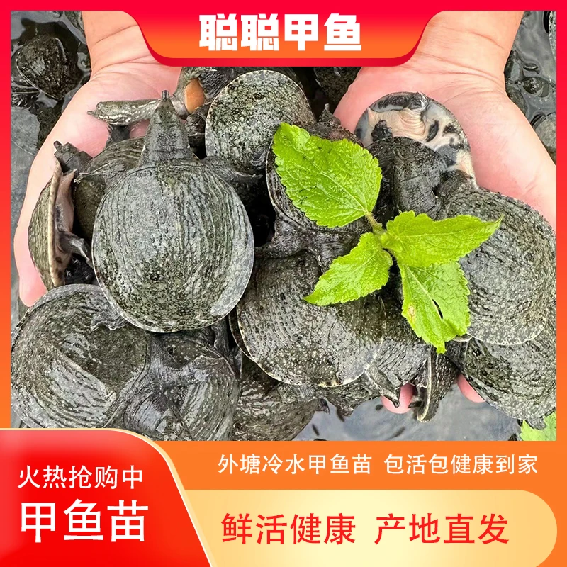 外塘甲鱼中华苗鱼塘水库稻田水鱼团鱼养殖优质批发