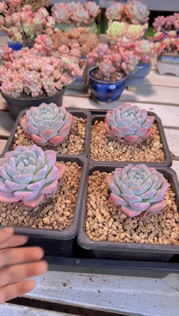 【闪购商品】14# 黑方盆冰玉单头脱土裸根