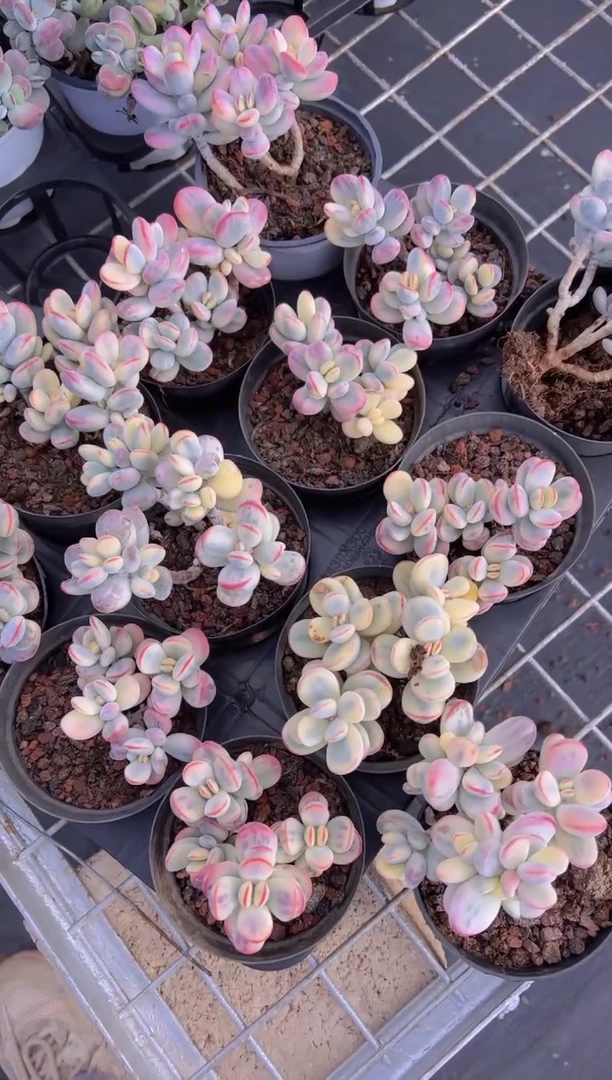 【闪购商品】12# 乒乓福娘锦4头