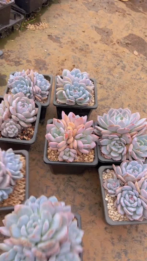 【闪购商品】14# 香橙群生3头起发