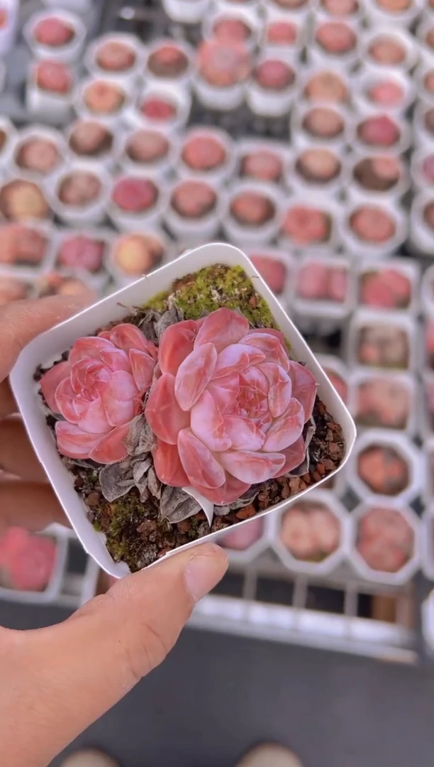 【闪购商品】7# 琥珀冰魄双头 脱土发