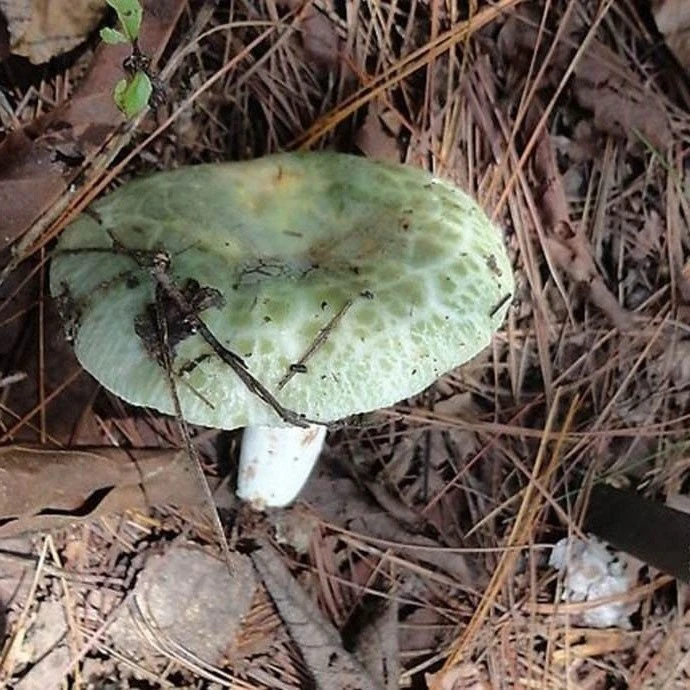 人工种植【菌种】菌包青头菌青头菇云南野蘑菇菌绿豆菌野山菌梨菇