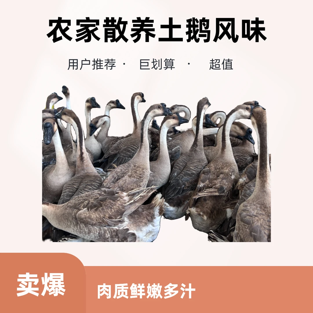 （生鲜）广西散养土鹅马岗鹅整只现捉现称现宰杀真空包装