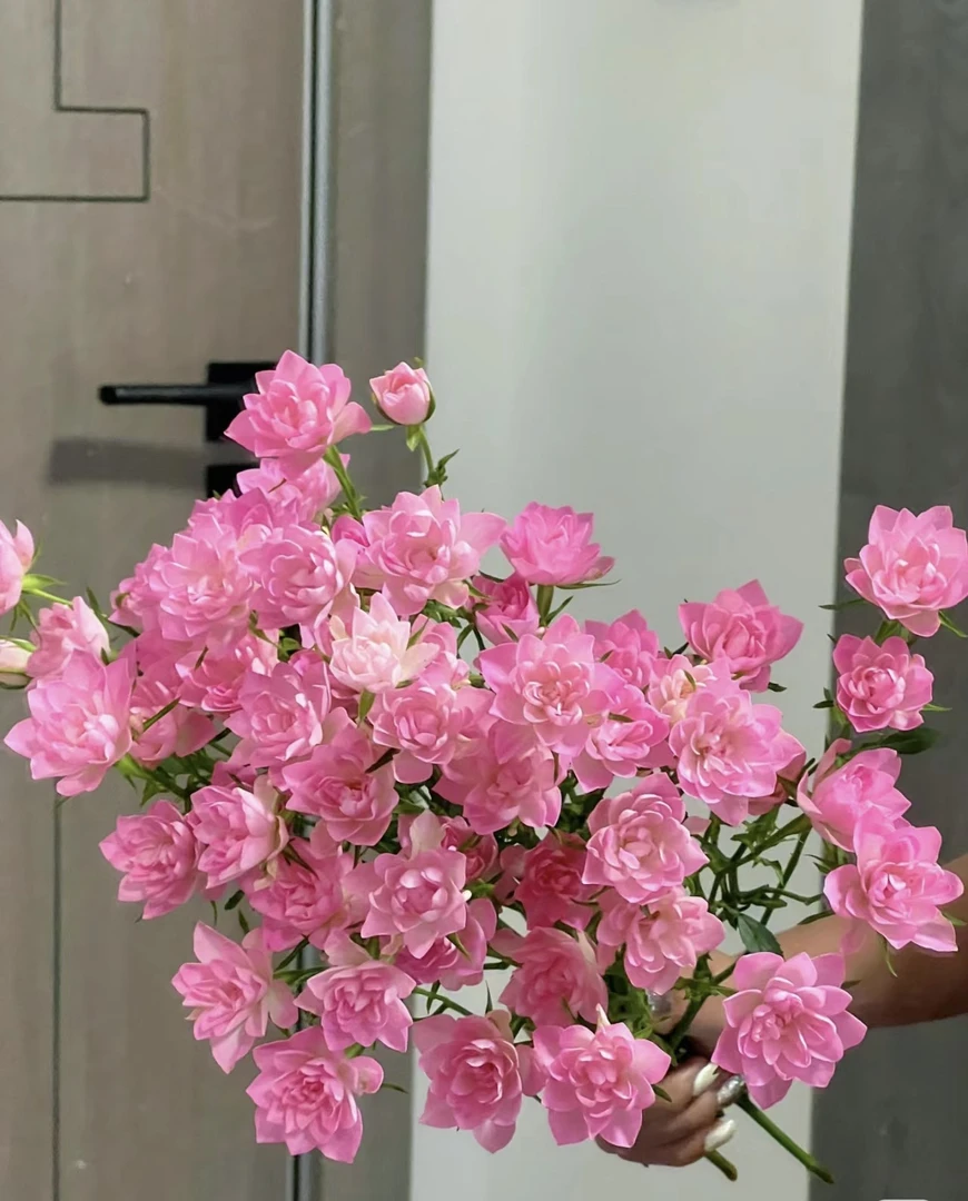 直播-天荷繁星多头 顺丰/京东包邮