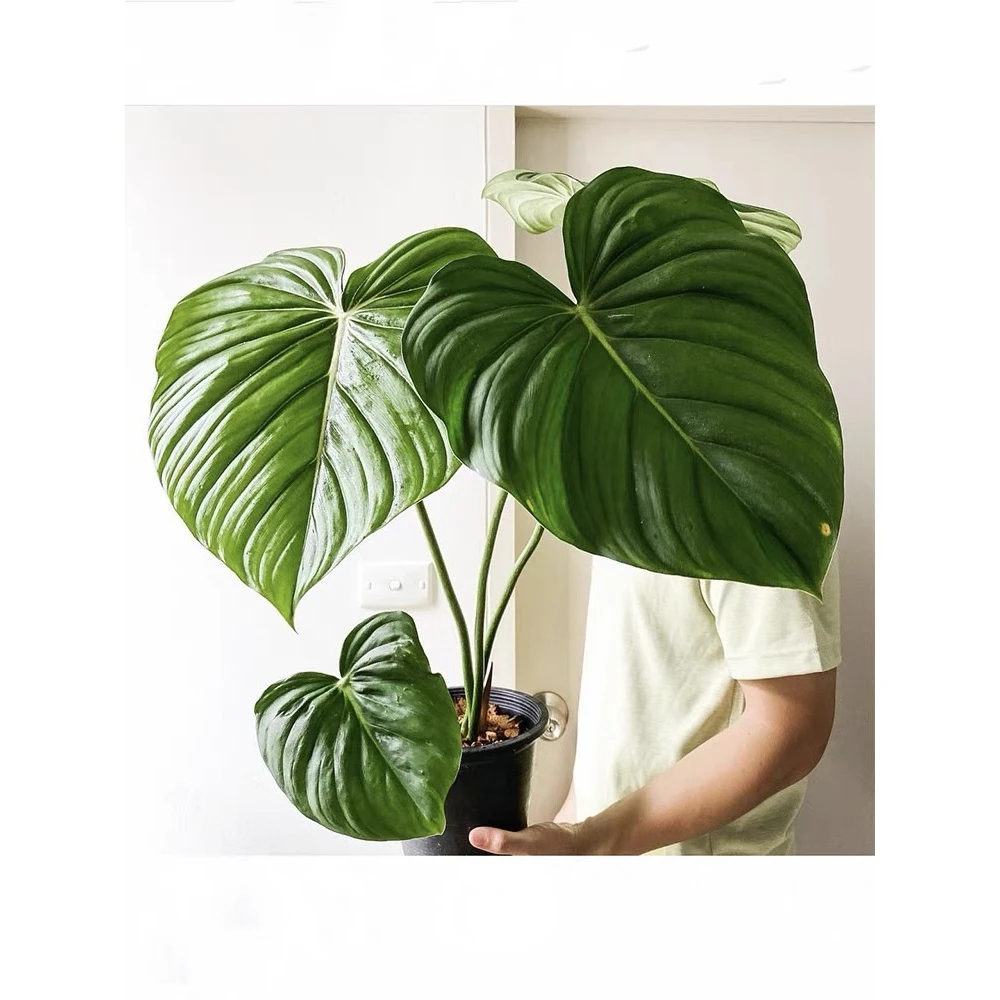 麦克道尔蔓绿绒 ins风网红进口热植绿植盆栽室内阳台观叶植物