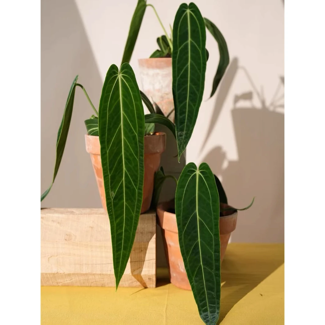 火鹤后花烛天南星科室内观叶绿植盆栽客厅装饰植物桌面