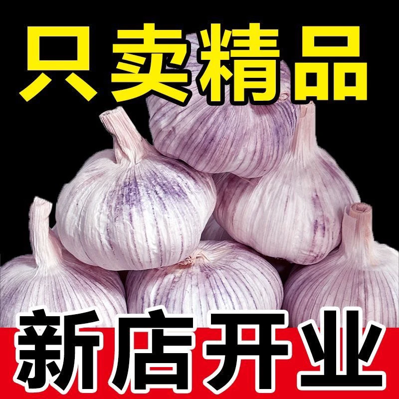 （坏果包赔）2025新鲜干大蒜金乡紫皮大蒜新蒜种子红皮香蒜头