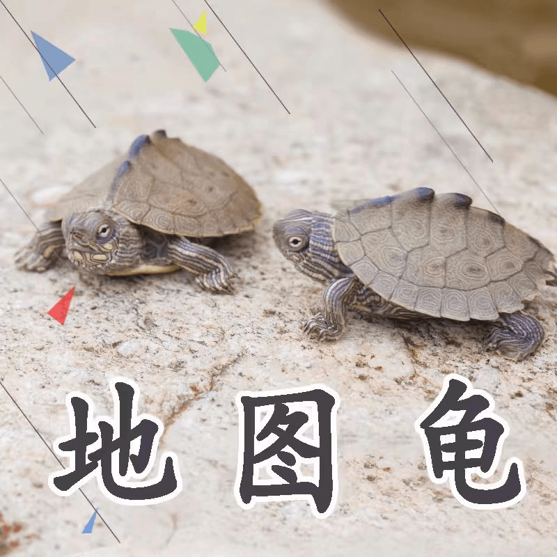 2024年出壳苗小地图苗.龟中哈士奇深水龟