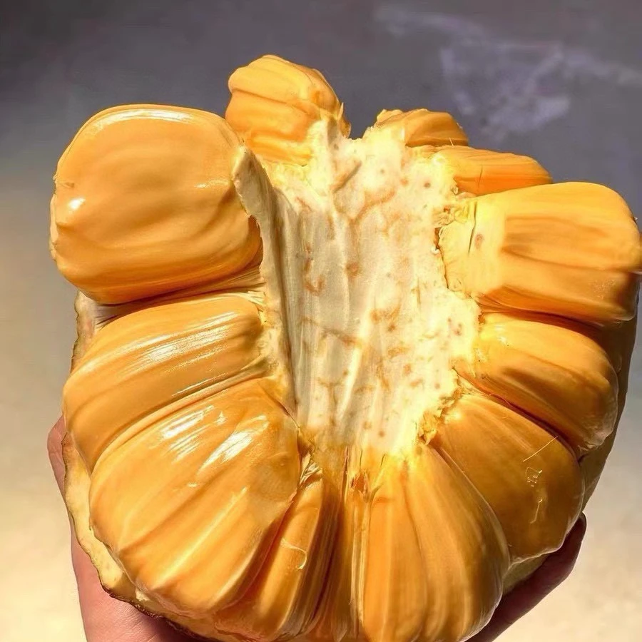 【红果地甄选】菠萝蜜~12-13斤