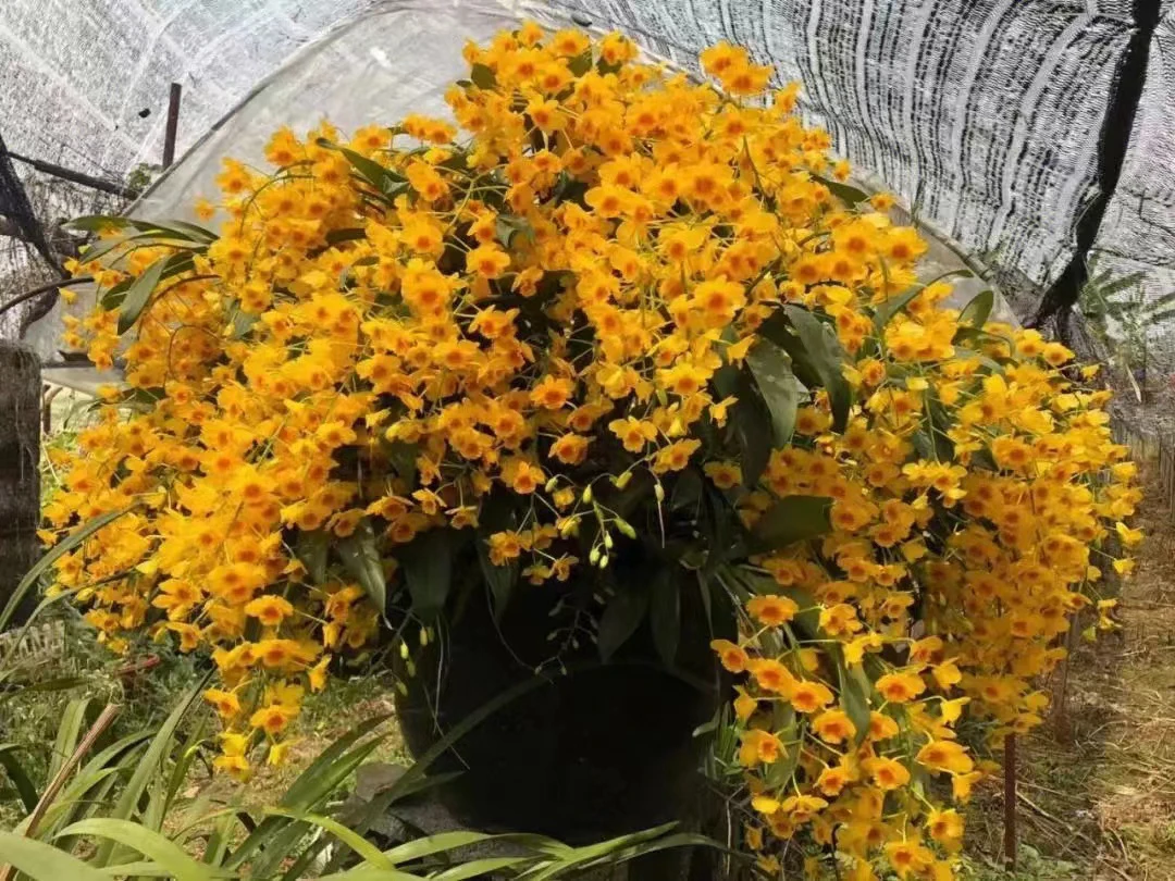 云南精品鼓槌石斛可吃可观赏花带蜜花香味