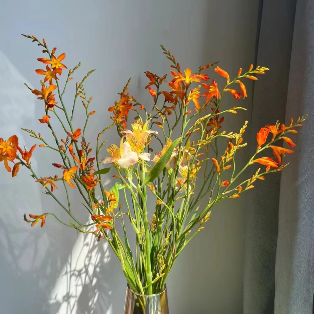 火焰兰鲜花珊瑚兰洋兰家用水养婚庆插花卉辅材小清新花当季花材