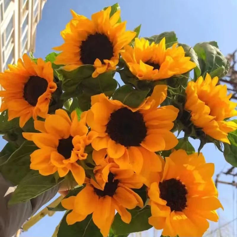 向日葵鲜花水养插花鲜切花昆明基地现采直发包邮