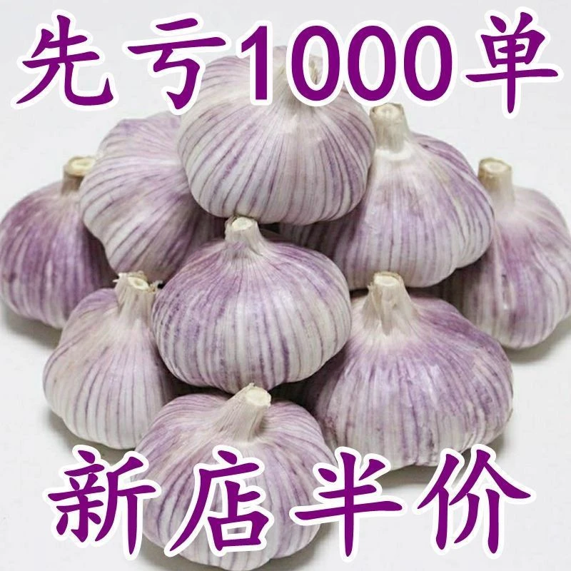 山东紫白皮大蒜头整箱新干蒜蒜头紫白皮新鲜大蒜头食用蒜50g