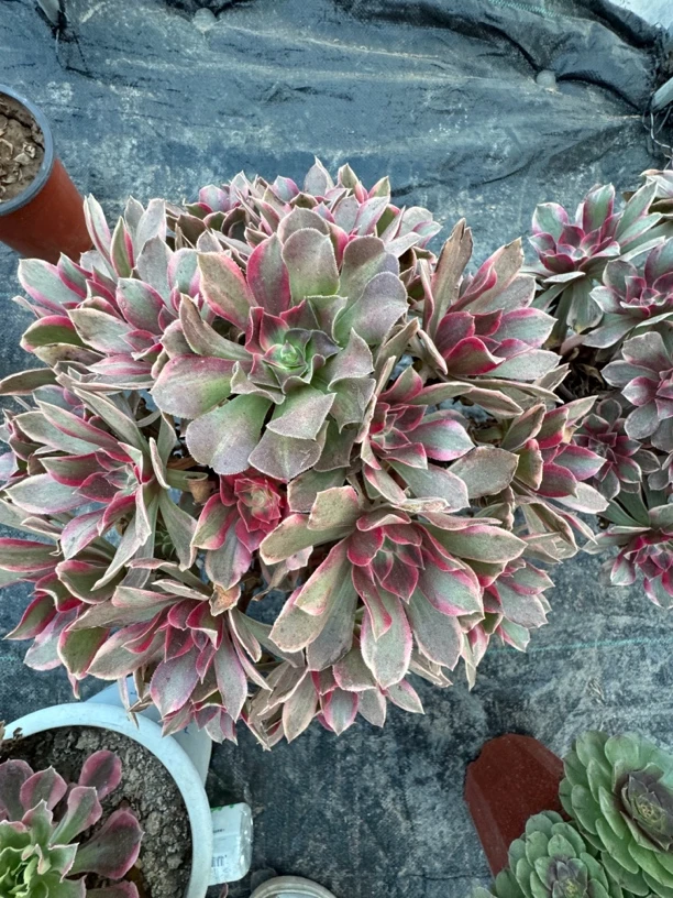 精品老桩多肉法师朵朵