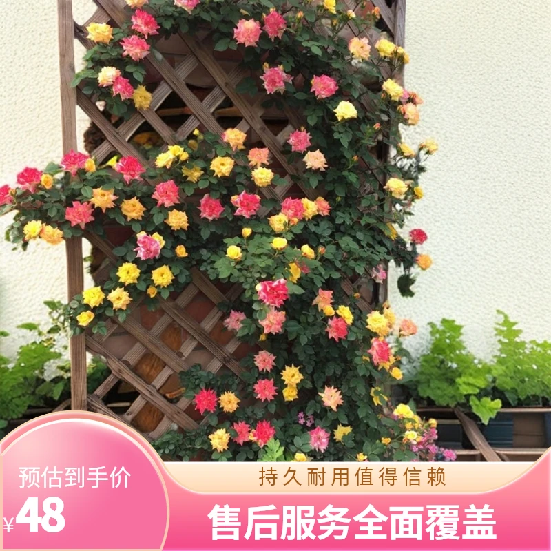 顺丰发货，一物一拍藤彩虹藤本月季变色龙多季开花庭院