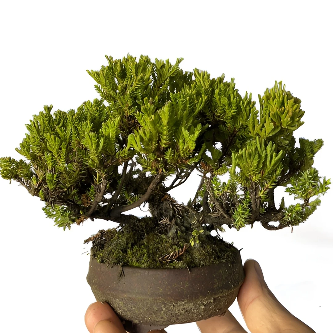 春又知花卉盆景，精品盆景