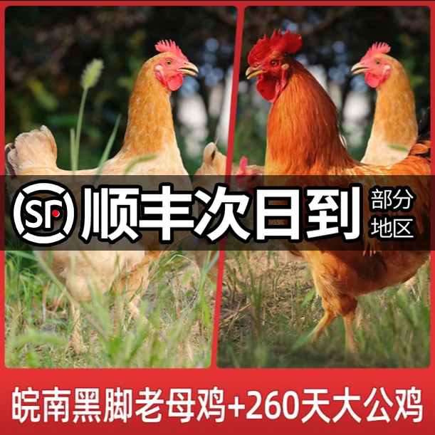 农家散养土鸡散养土老母鸡土公鸡各一只约2.5kg现杀冷冻新鲜味美