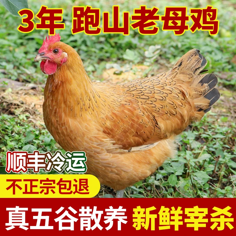农家散养土鸡老母鸡走地鸡正宗散养3年大别山跑山鸡新鲜宰杀冷冻