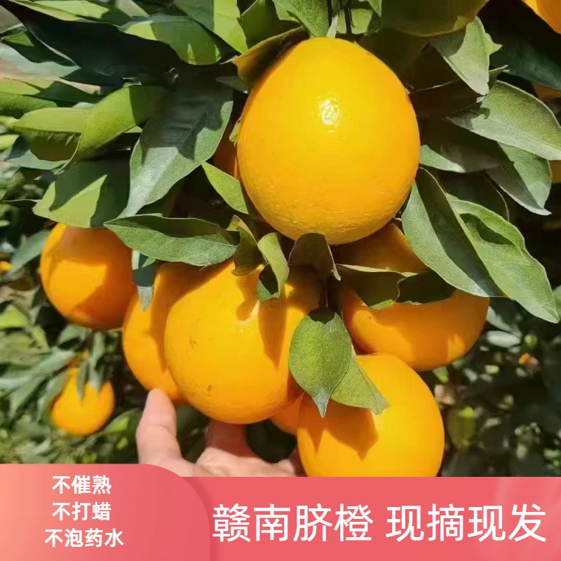 赣南脐橙果园直供脐橙10斤装水果橙子香甜多汁产地新鲜现摘现发