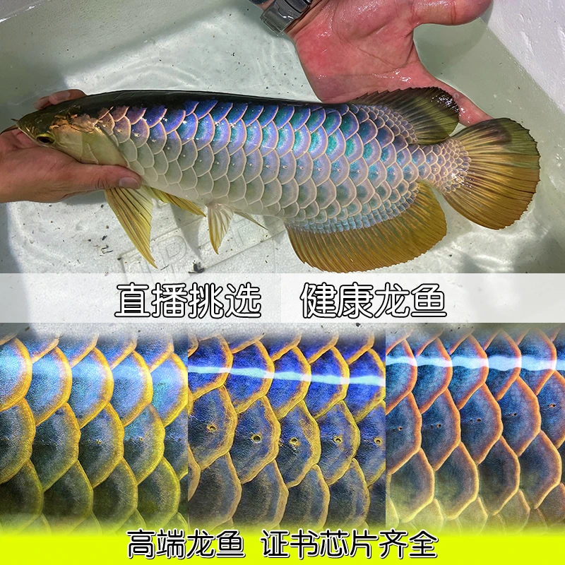 金龙鱼活鱼金龙鱼苗印尼红龙鱼活体幼苗古典蓝底过背龙鱼观赏鱼