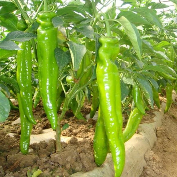【羊角椒种子】羊角椒辣椒种子青椒高产春秋四播种阳台盆栽菜园
