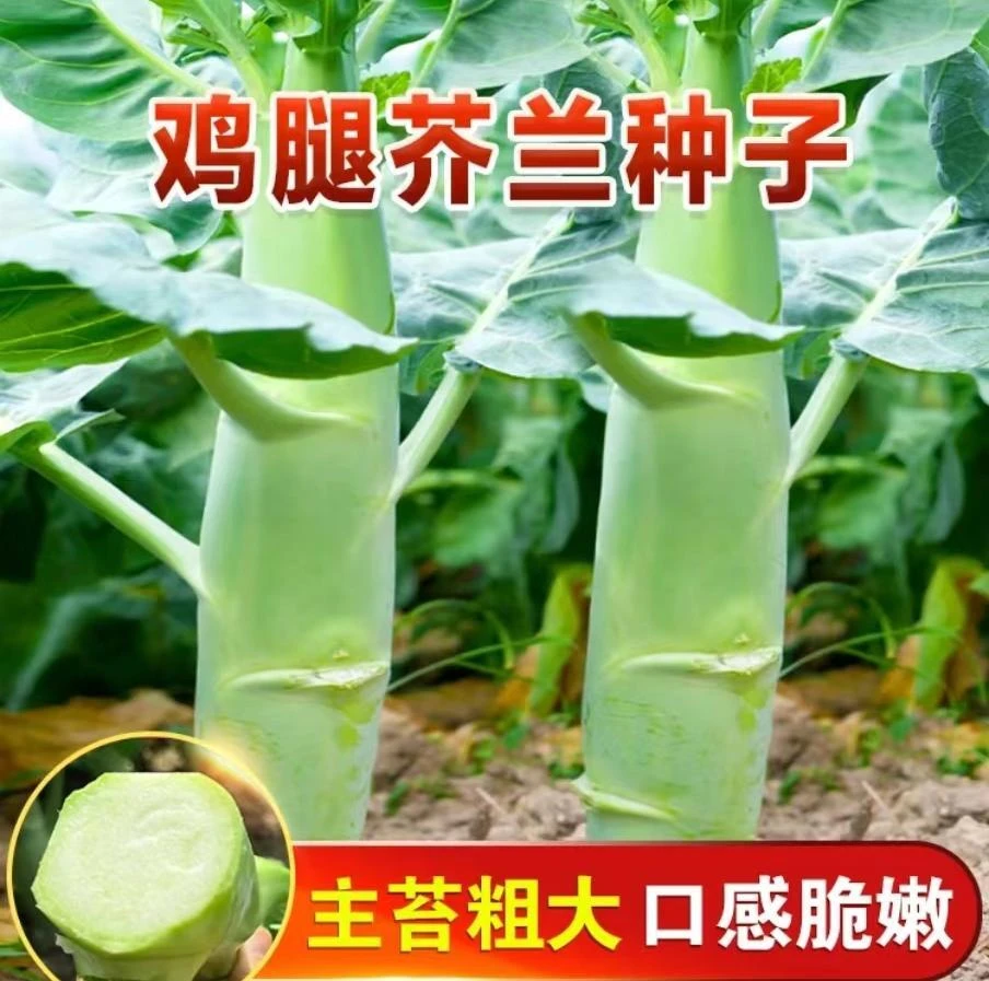 鸡腿芥兰种子四季甜脆鸡腿芥兰仙芥兰庭院阳台盆栽种植