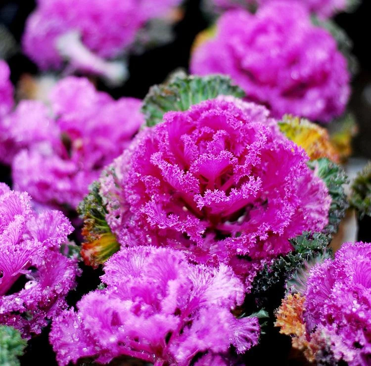 【红羽衣甘蓝种子】食用观赏卷叶秋冬春季耐寒蔬菜种子四季盆栽菜