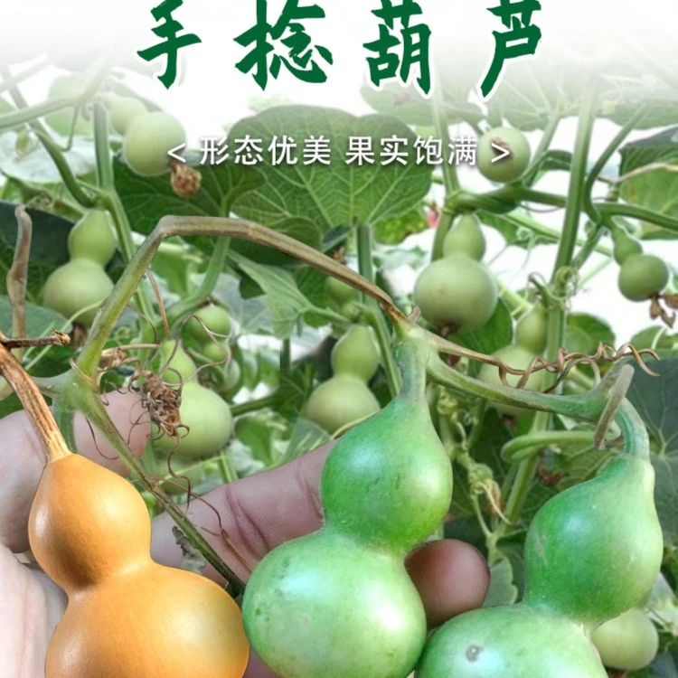 手捻葫芦种子盆栽小葫芦种籽四季种葫芦苗秧种孑观赏阳台庭院爬藤