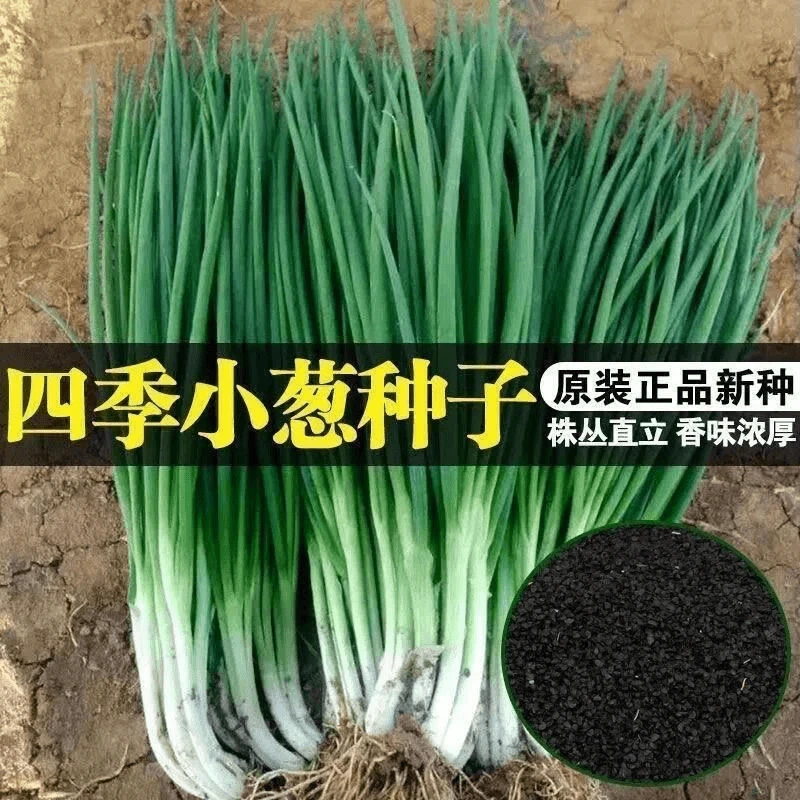 【四季小香葱籽】种子四季易种小葱种子阳台室内盆栽葱种植家庭菜