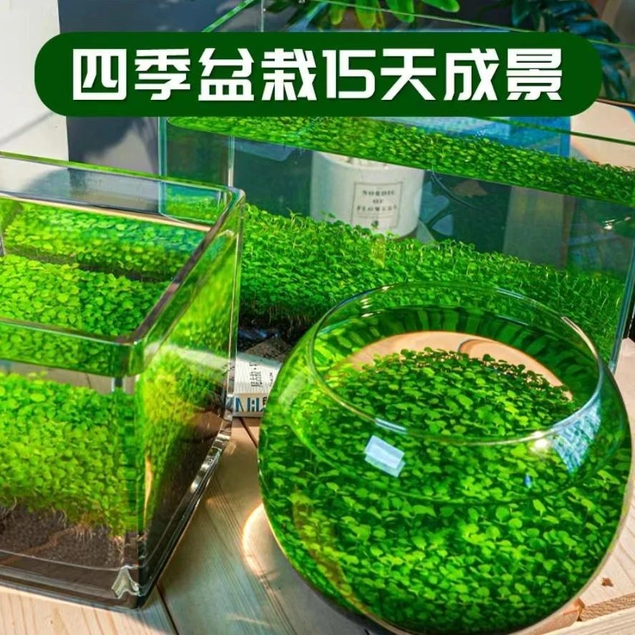 【水草种子】鱼缸水草籽草缸造景真草水草孑对叶草种子