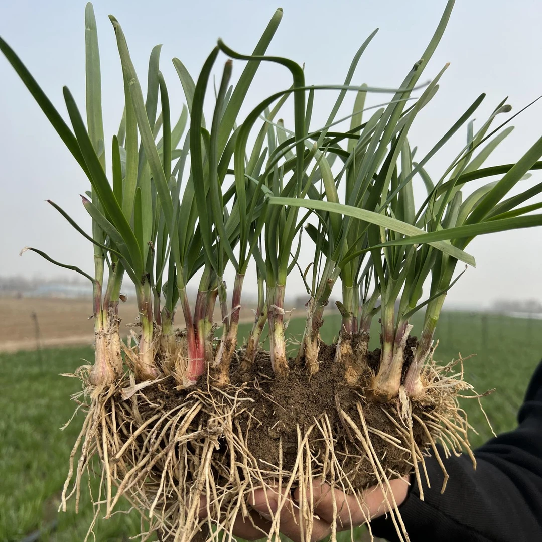 新韭菜根苗 现挖紫红根宽叶阳台盆栽四季种菜韭菜籽苗韭菜根种植L