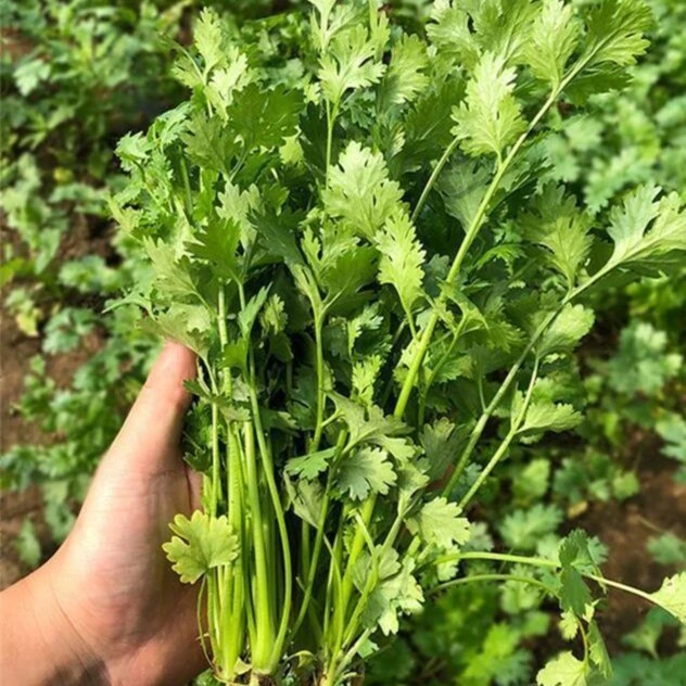 大叶香菜种子速生香菜种子大叶芫荽味浓耐寒阳台种植
